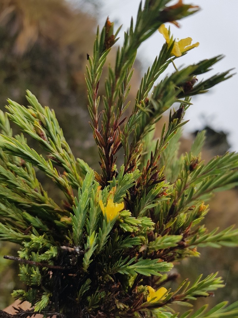 Hypericum sprucei