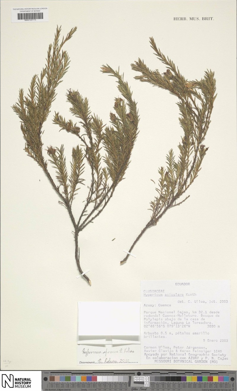 Hypericum sprucei photo 2