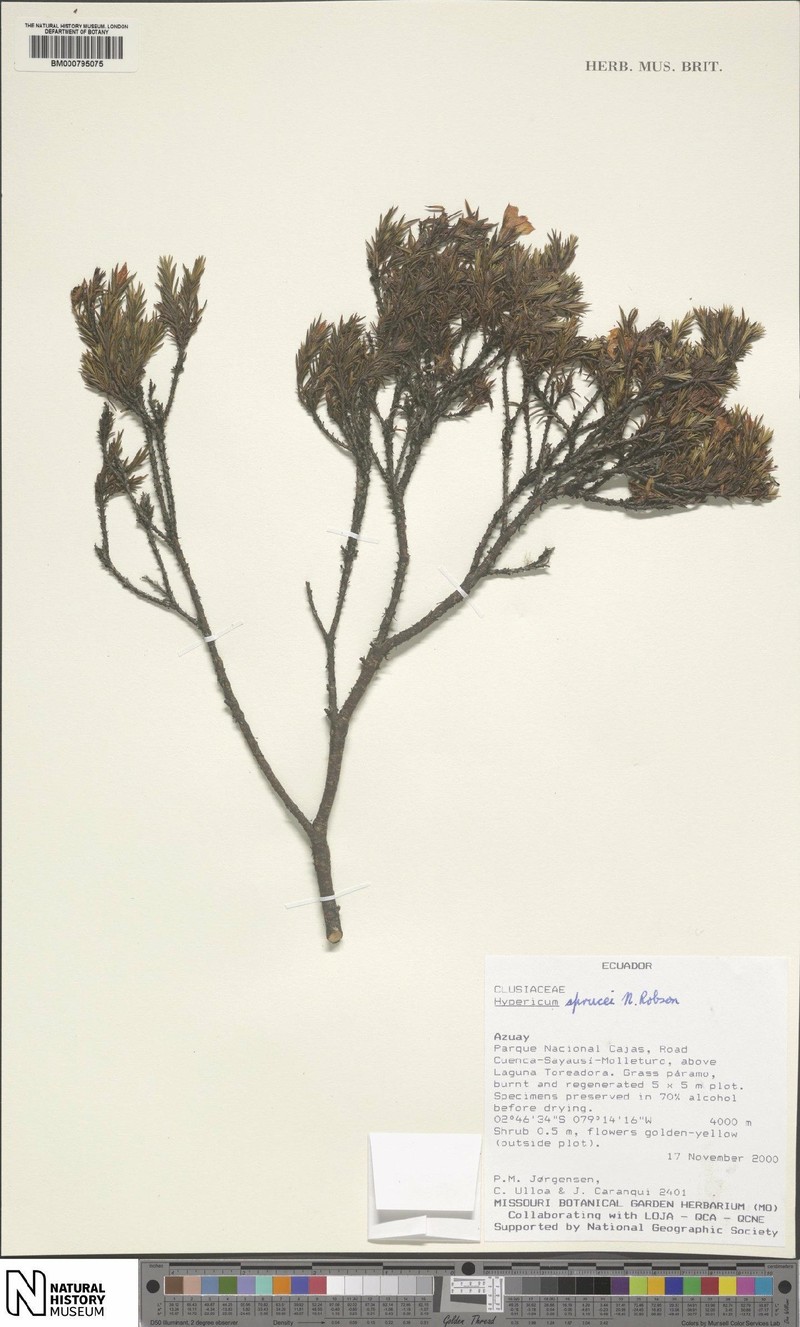 Hypericum sprucei photo 3