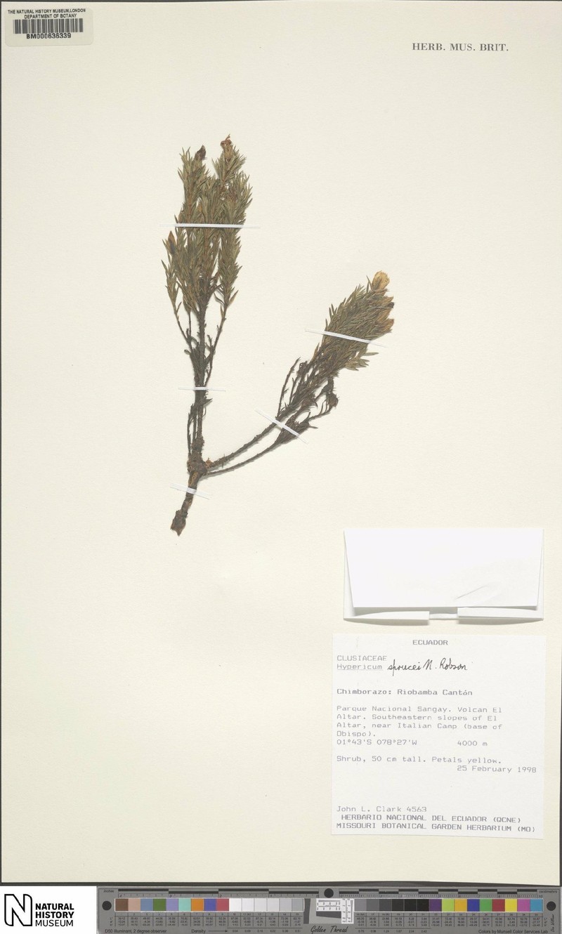Hypericum sprucei photo 6