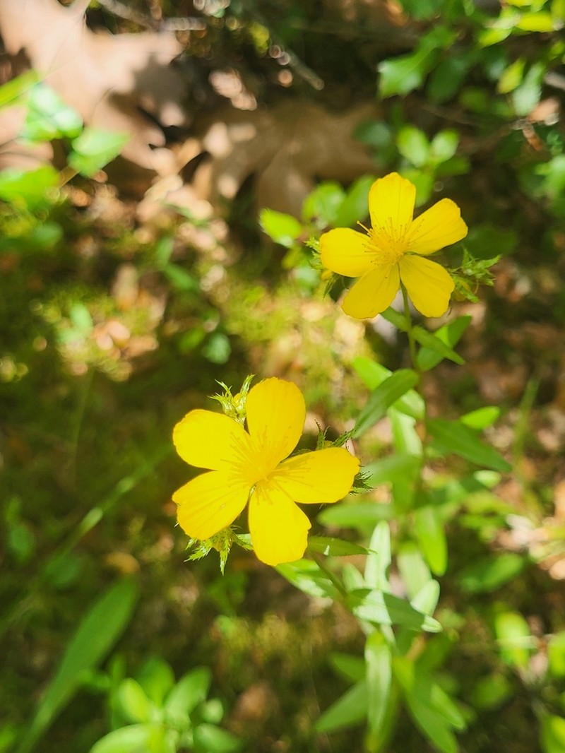 Hypericum spruneri