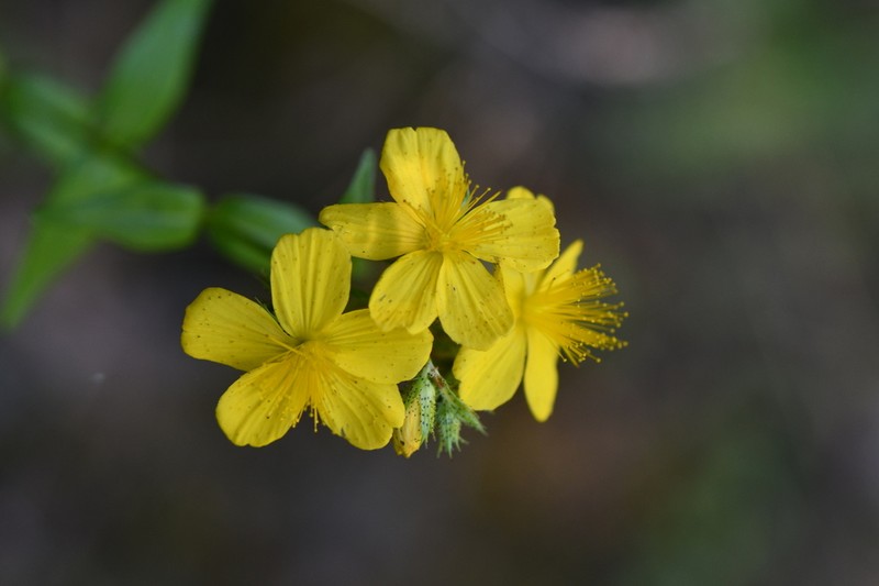 Hypericum spruneri photo 2