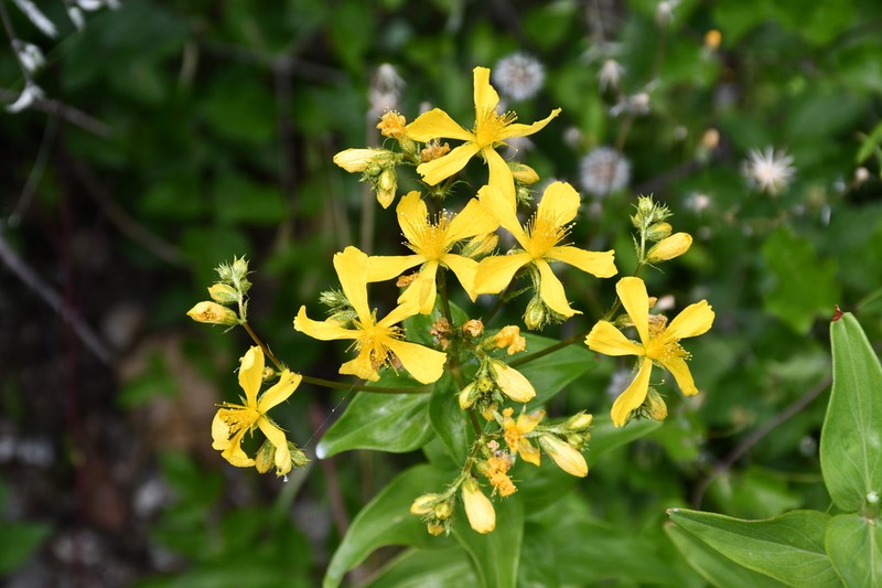 Hypericum spruneri photo 3