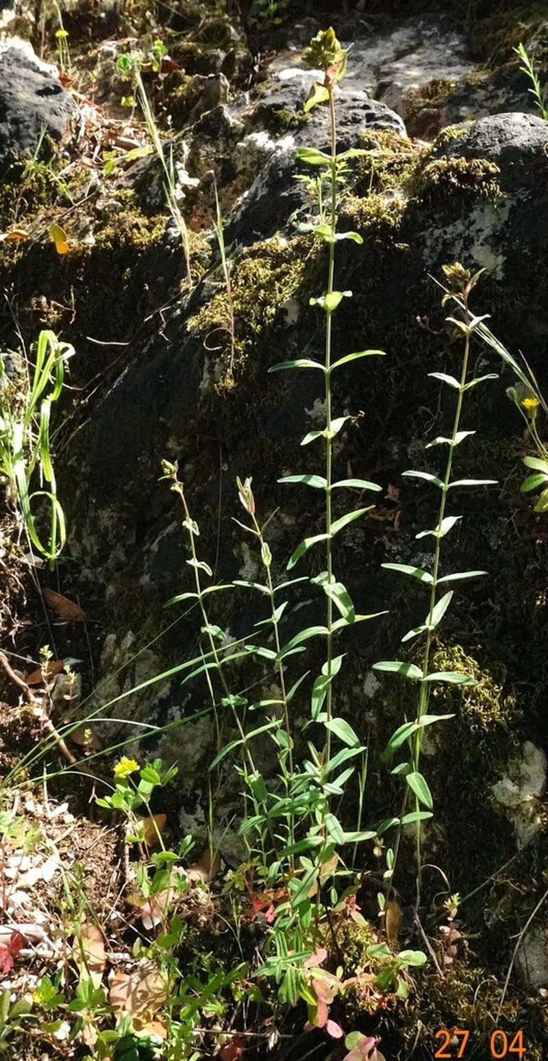 Hypericum spruneri photo 4