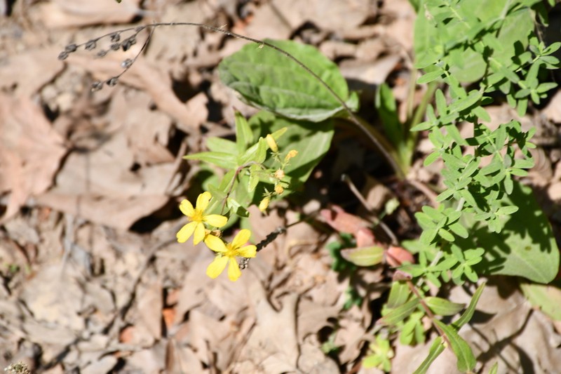 Hypericum spruneri photo 5