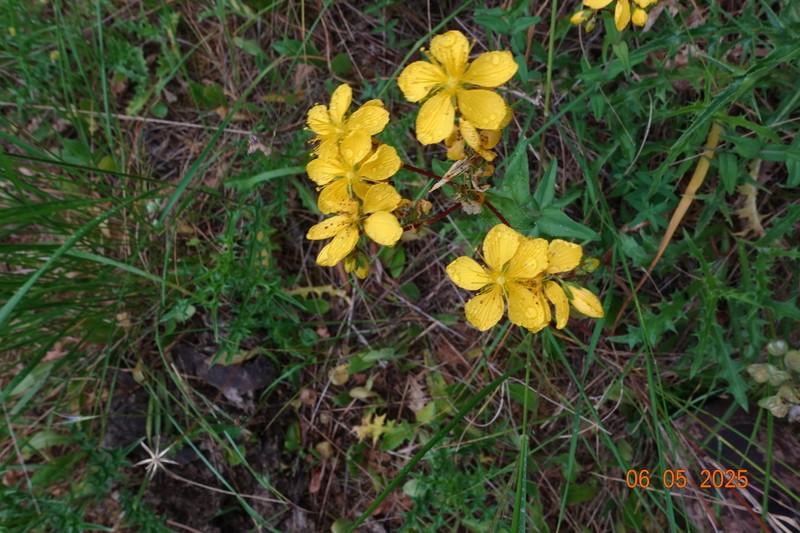 Hypericum spruneri photo 6