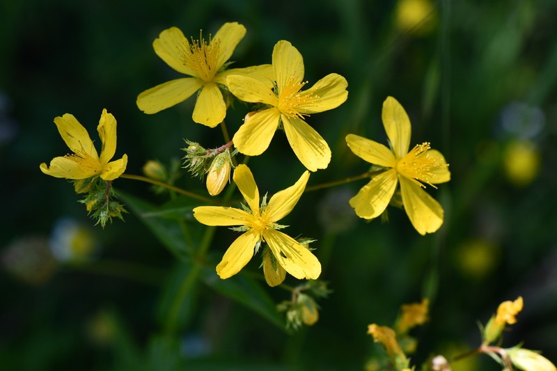 Hypericum spruneri photo 7