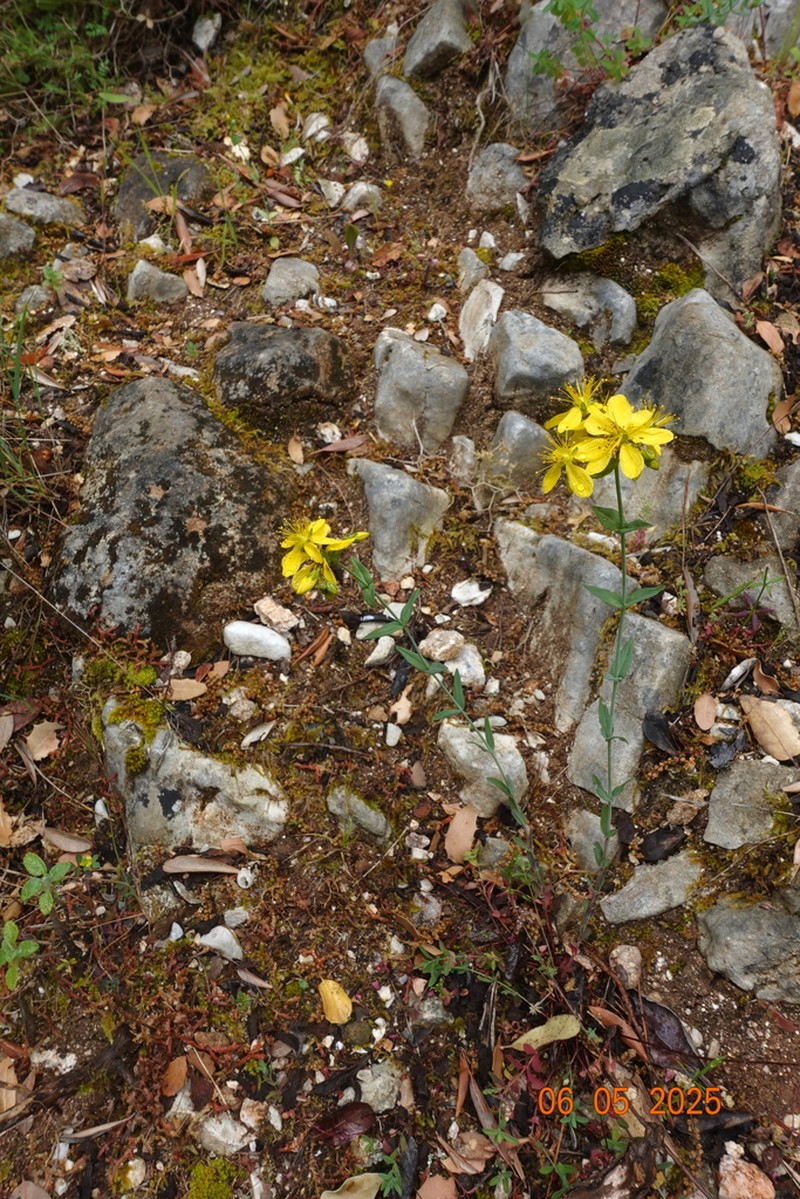 Hypericum spruneri photo 8
