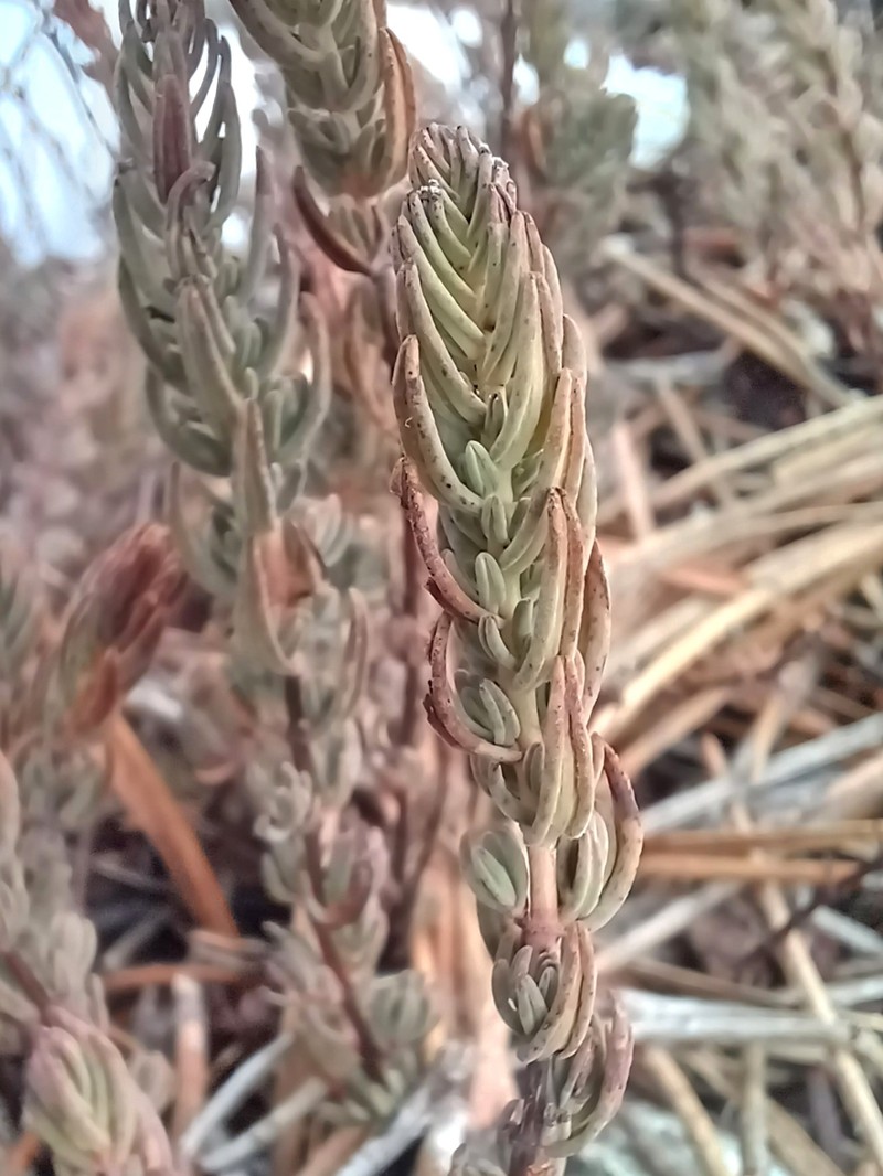 Hypericum stenobotrys photo 2