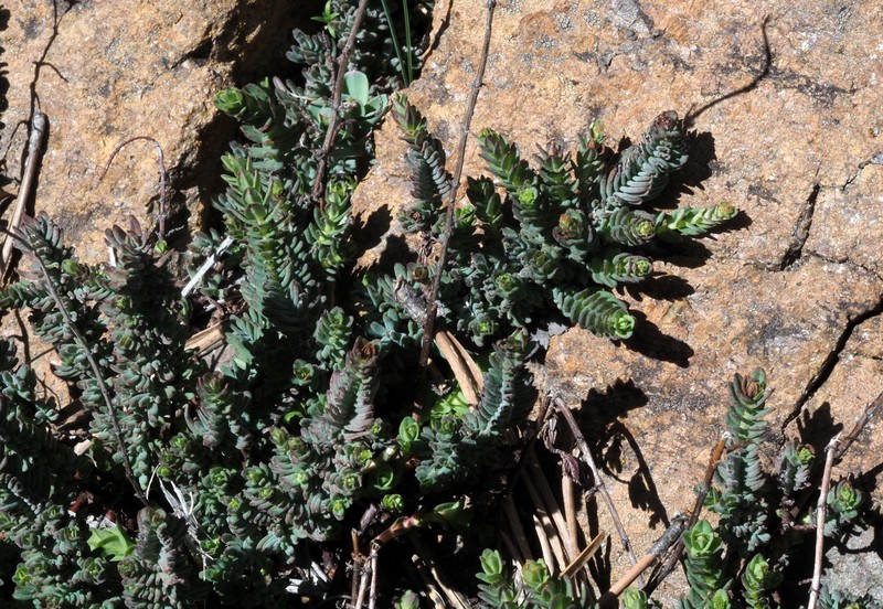 Hypericum stenobotrys photo 3