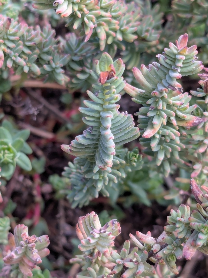 Hypericum stenobotrys photo 4