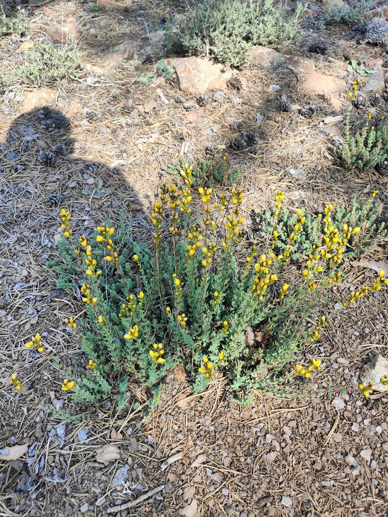 Hypericum stenobotrys photo 5