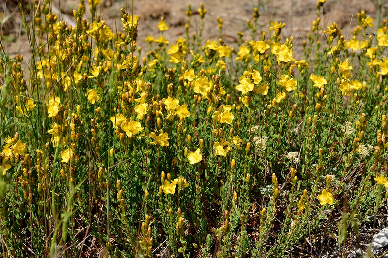 Hypericum stenobotrys photo 6