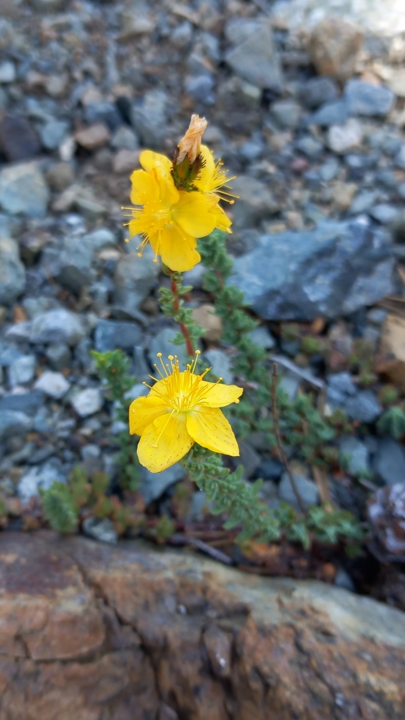 Hypericum stenobotrys photo 7