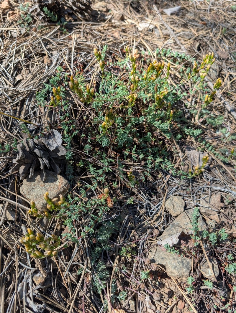 Hypericum stenobotrys photo 8