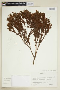 Hypericum stenopetalum
