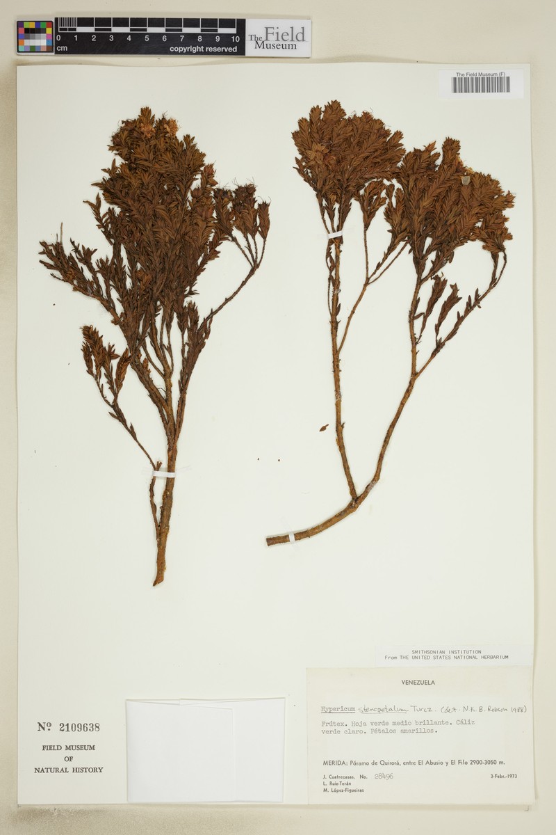 Hypericum stenopetalum photo 2