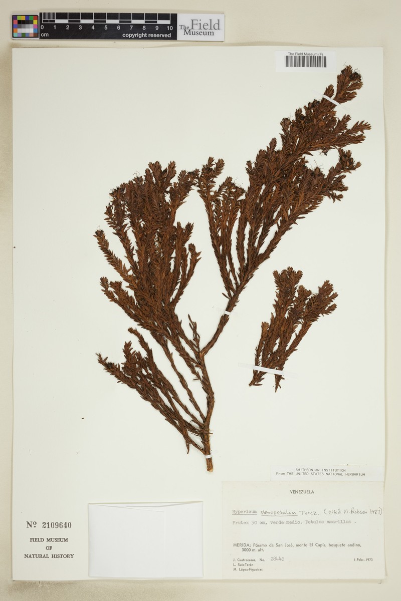 Hypericum stenopetalum photo 3