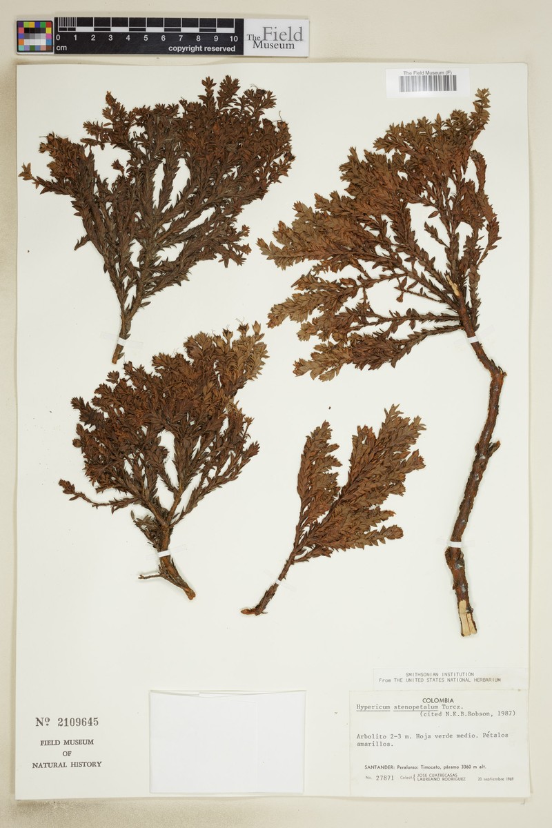 Hypericum stenopetalum photo 4