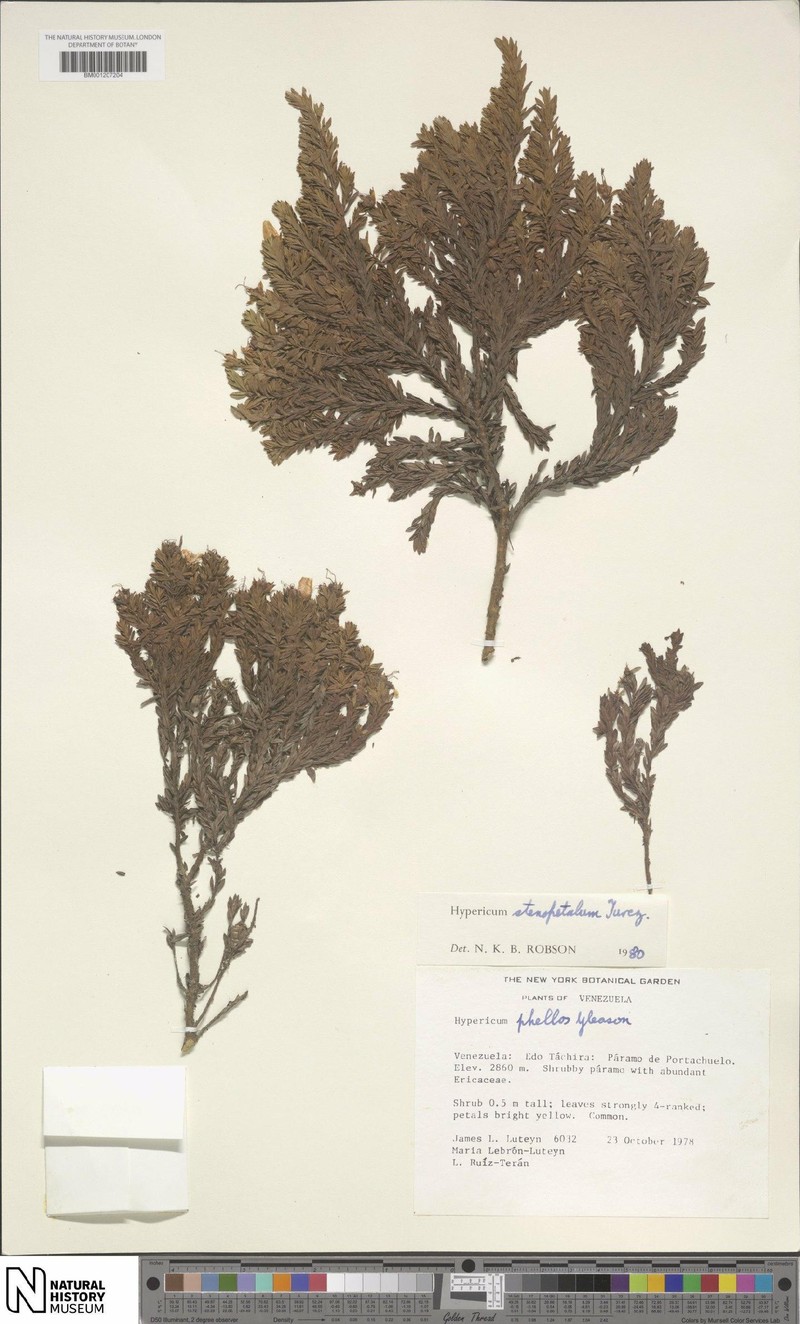 Hypericum stenopetalum photo 5