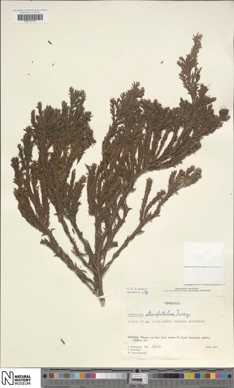 Hypericum stenopetalum photo 6