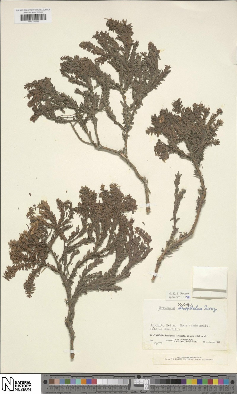 Hypericum stenopetalum photo 8