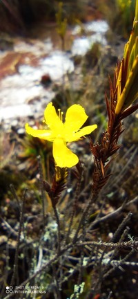 Hypericum strictum
