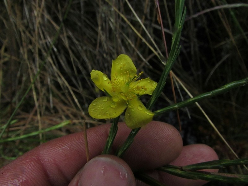 Hypericum strictum photo 2