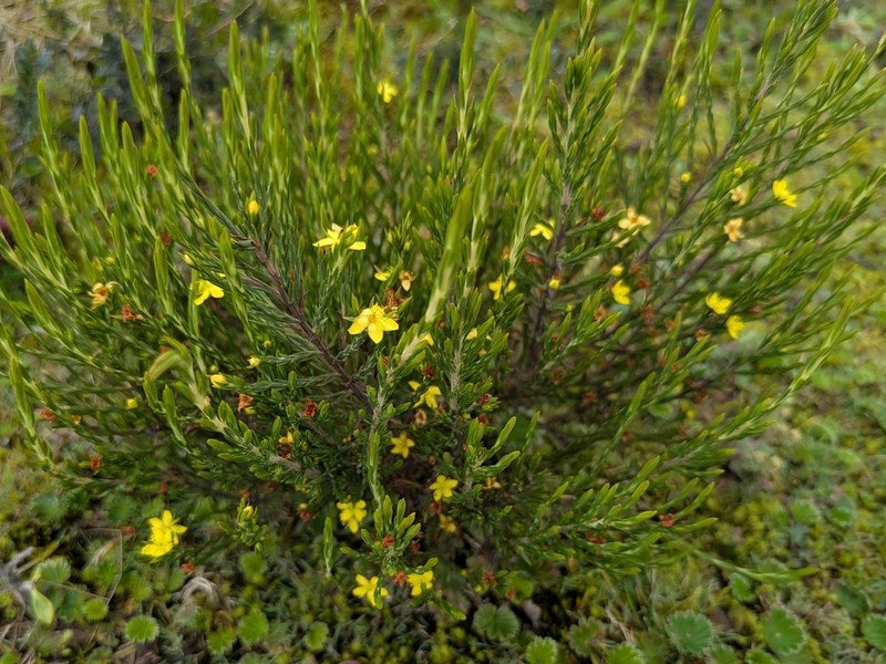 Hypericum strictum photo 3