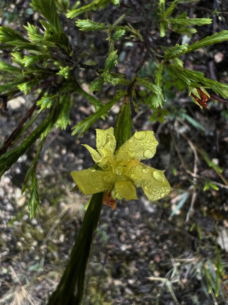 Hypericum strictum photo 4