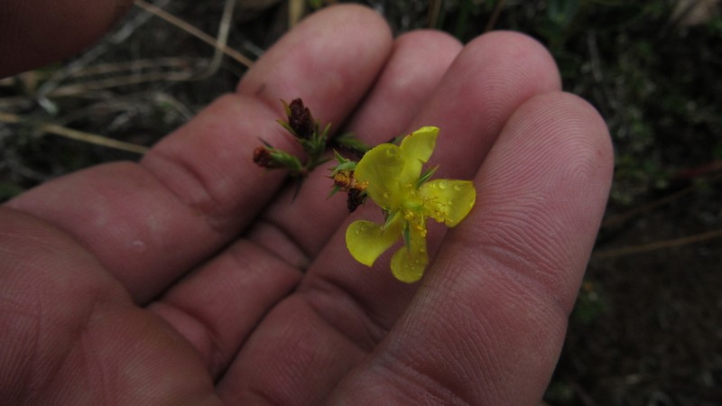 Hypericum strictum photo 5