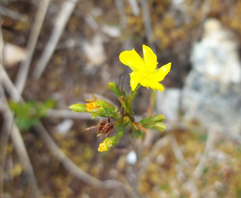 Hypericum strictum photo 6