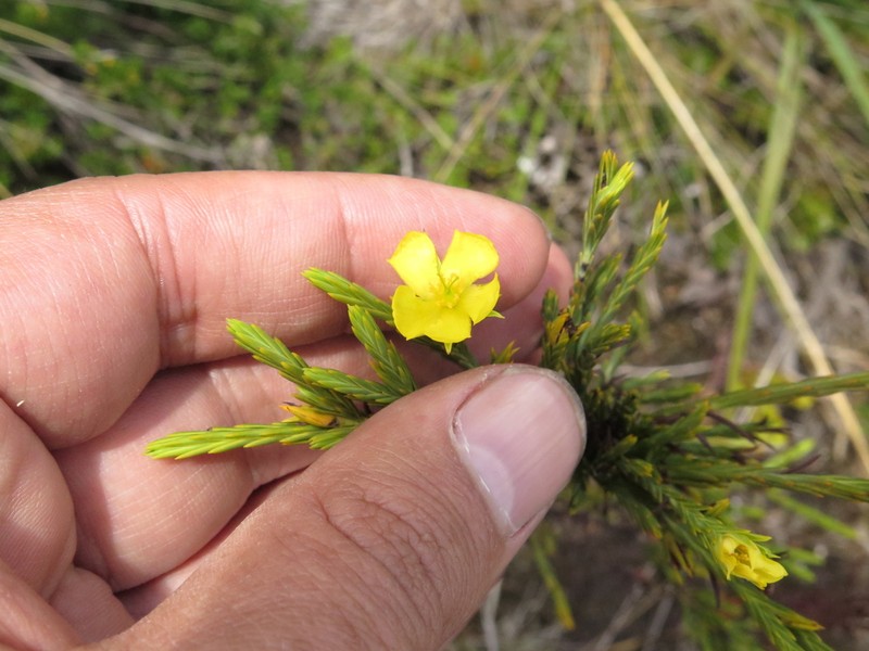 Hypericum strictum photo 7