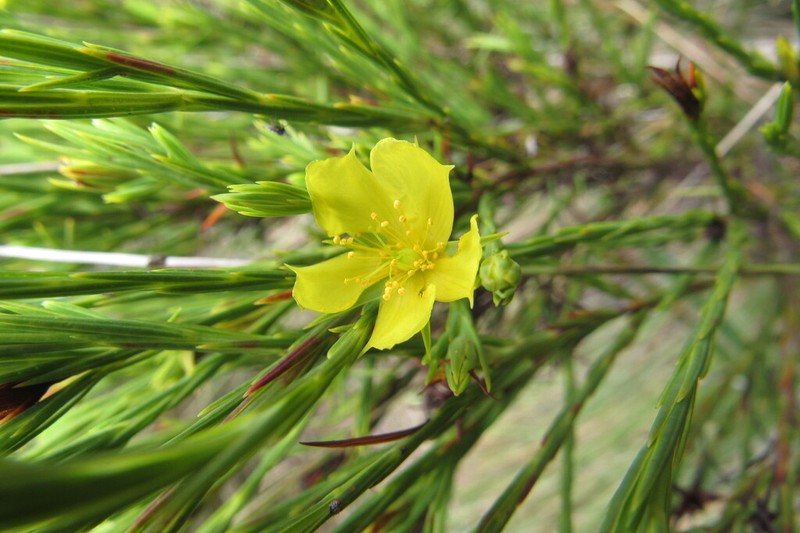 Hypericum strictum photo 8