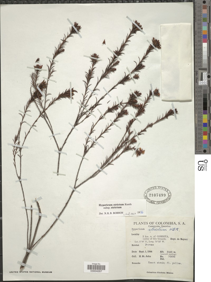 Hypericum strictum subsp. strictum