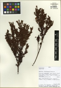 Hypericum struthiolifolium