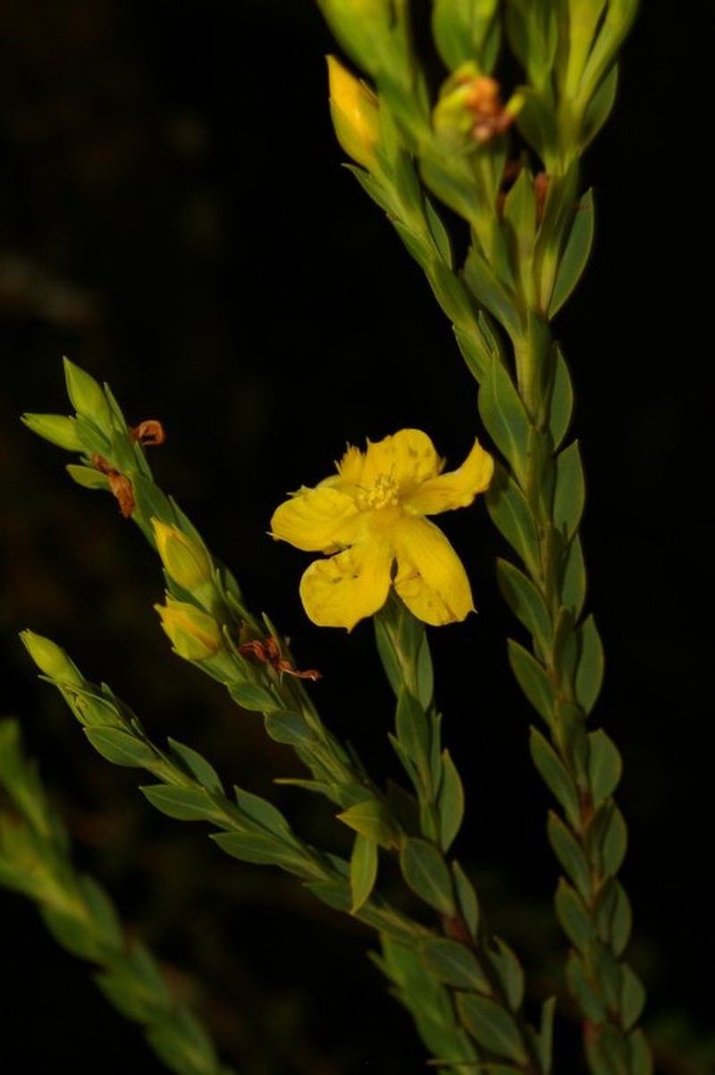 Hypericum struthiolifolium photo 2