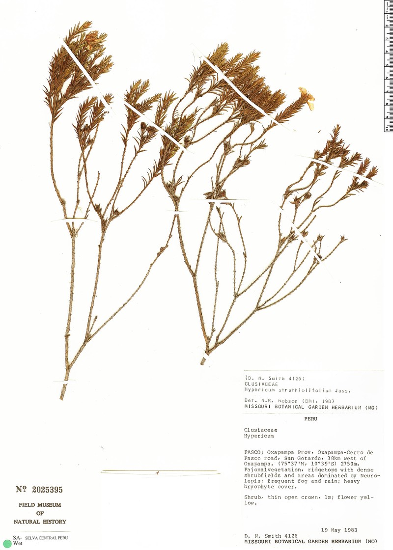 Hypericum struthiolifolium photo 3