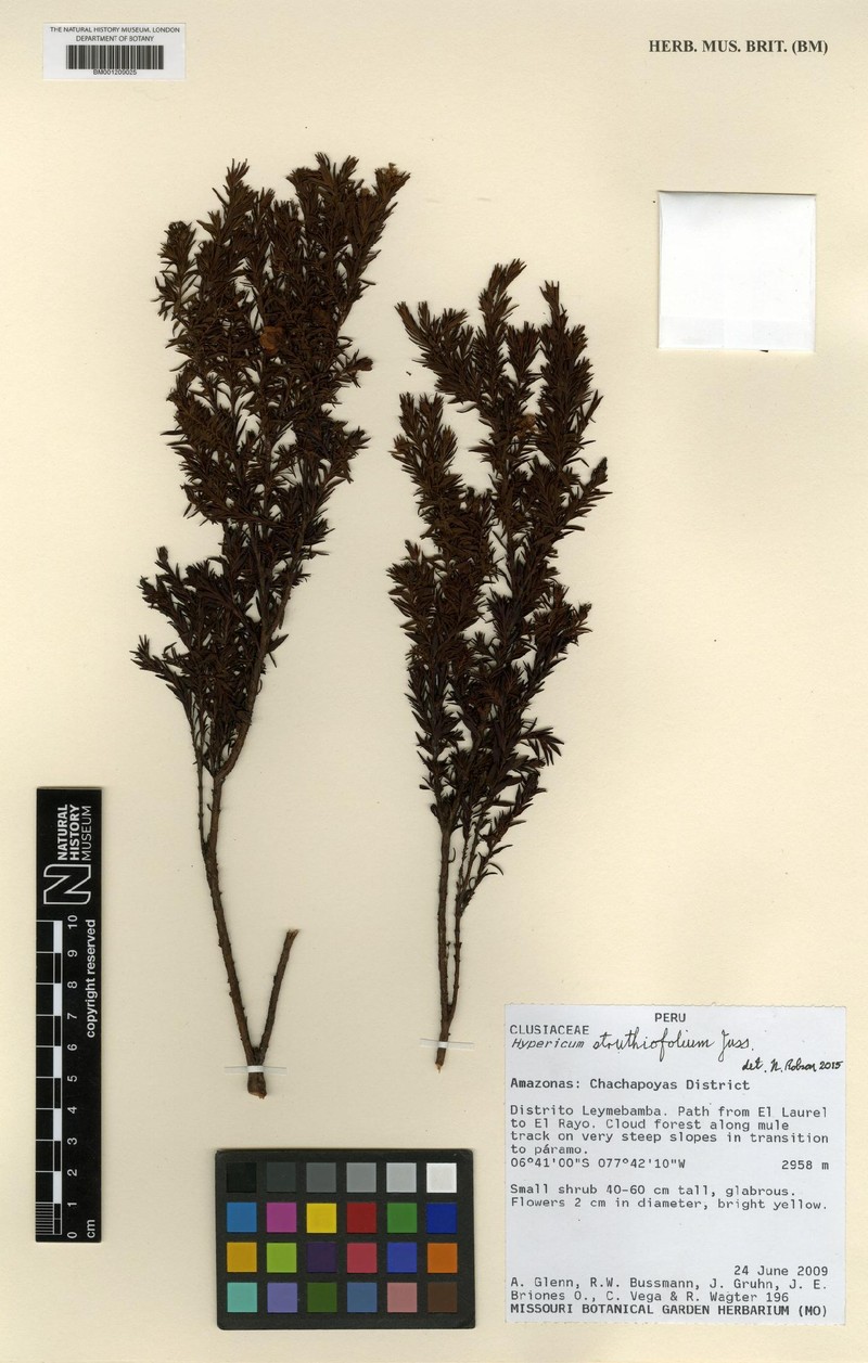 Hypericum struthiolifolium photo 5