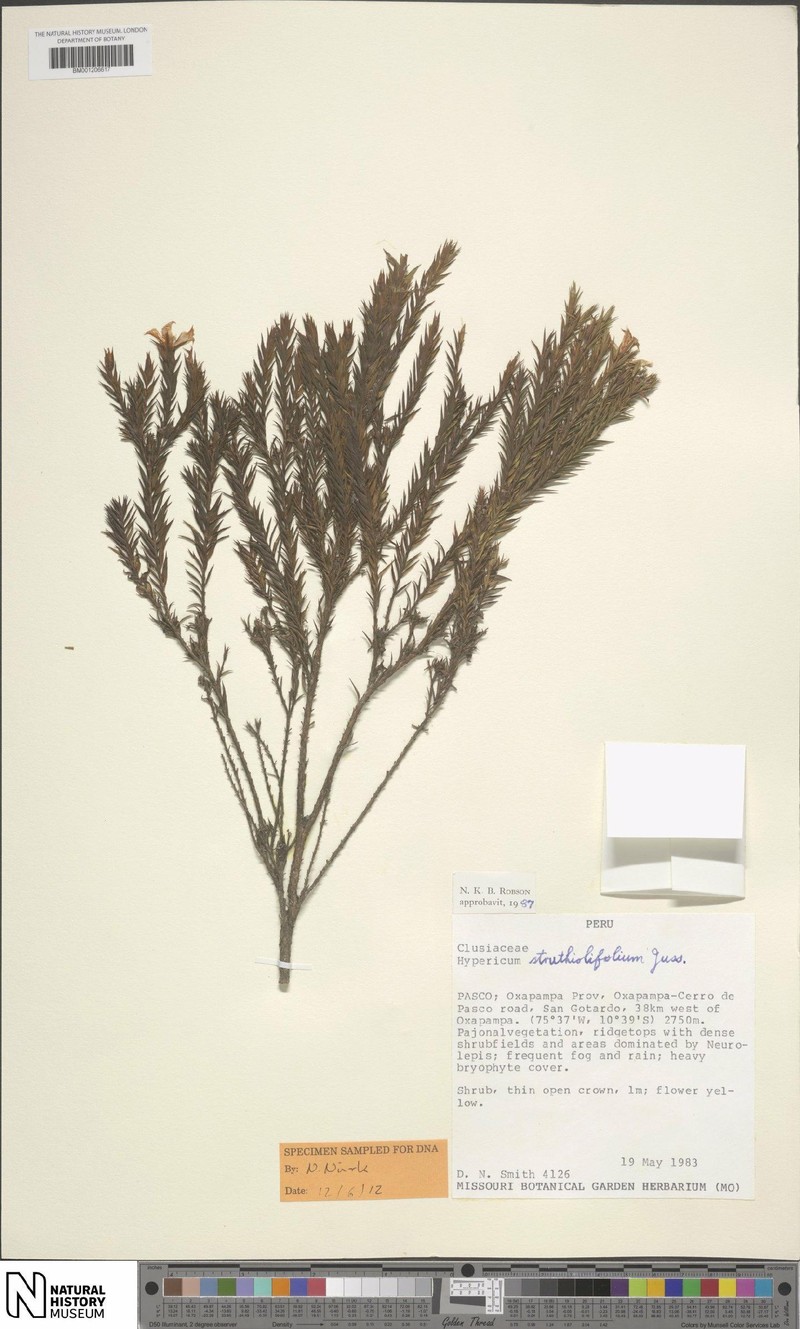 Hypericum struthiolifolium photo 6