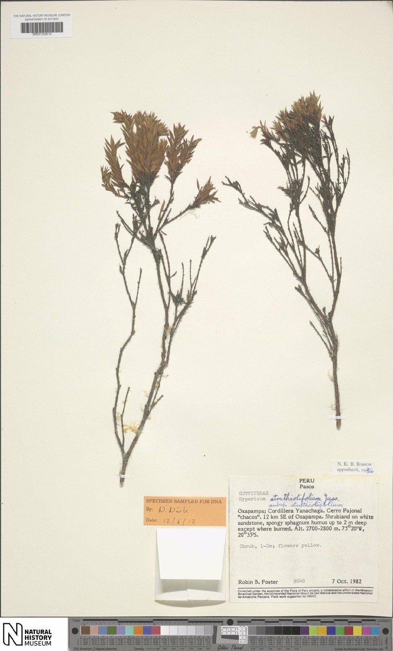 Hypericum struthiolifolium photo 7
