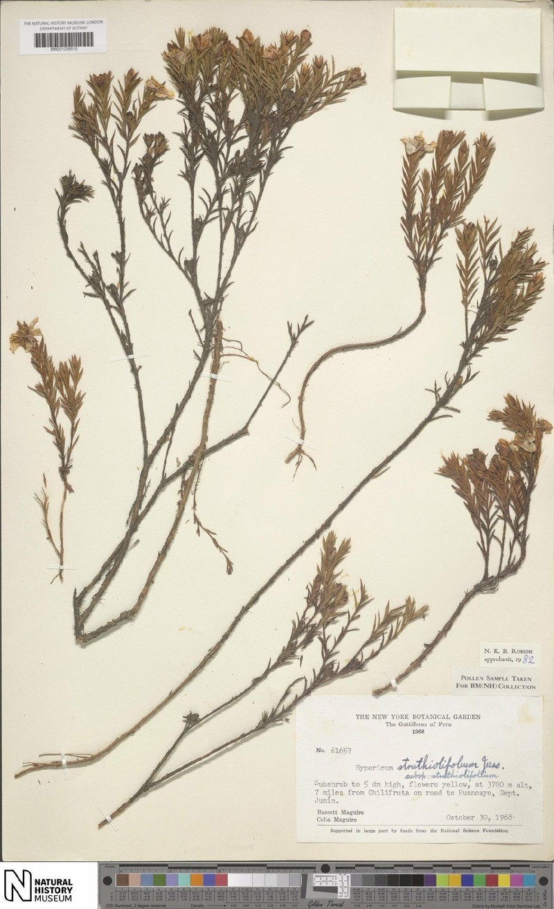 Hypericum struthiolifolium photo 8