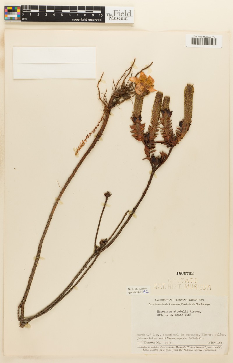 Hypericum stuebelii photo 2