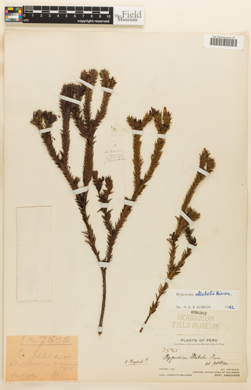 Hypericum stuebelii photo 3