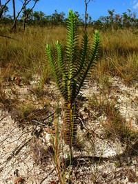 Hypericum styphelioides