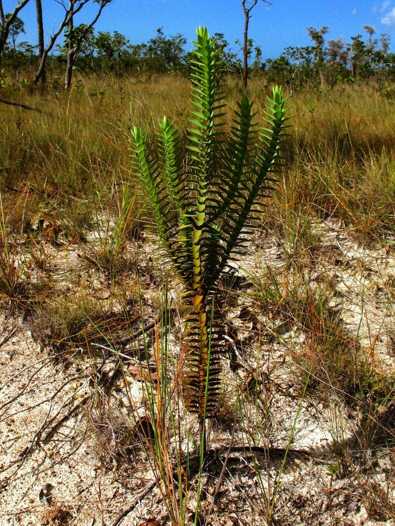 Hypericum styphelioides