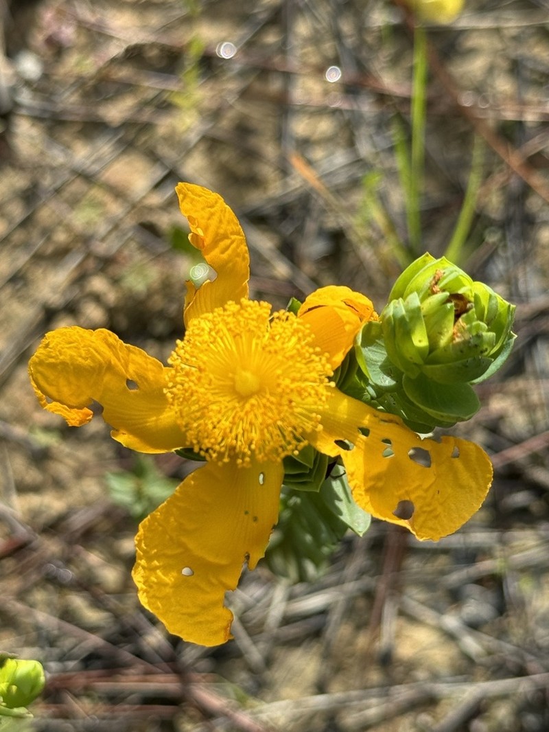 Hypericum styphelioides photo 2