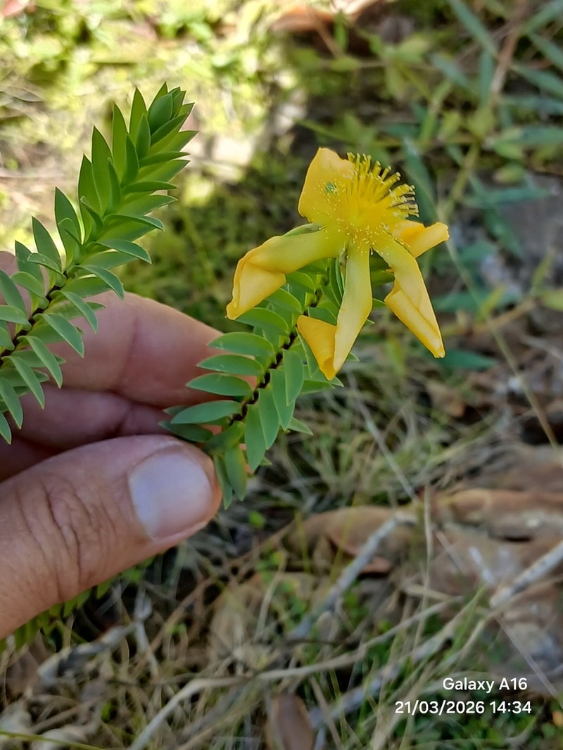 Hypericum styphelioides photo 4