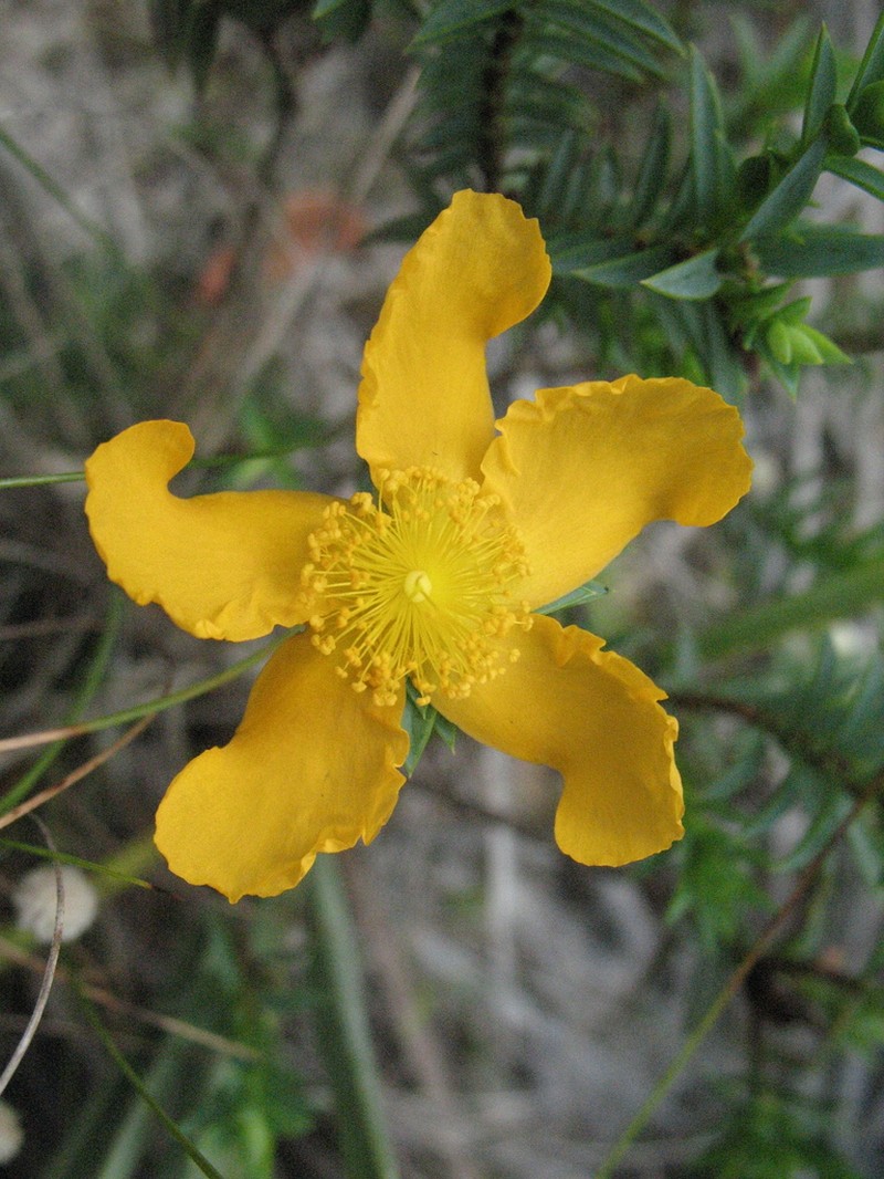 Hypericum styphelioides photo 5