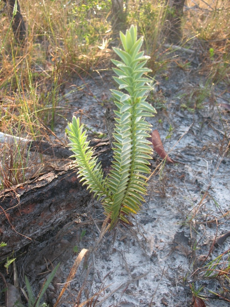 Hypericum styphelioides photo 6